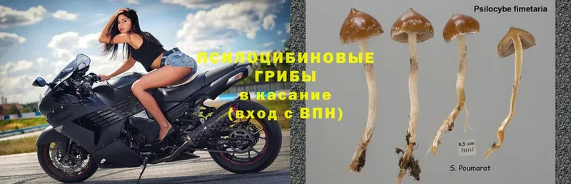 наркотики  гидра ТОР  Галлюциногенные грибы MAGIC MUSHROOMS  Олонец 